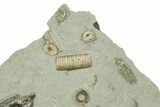 Fossil Crinoid Plate (Ten Species) - Crawfordsville, Indiana #269722-3